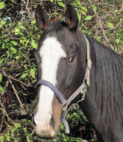 KArino